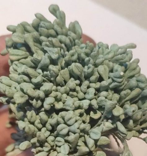 Lapos matt mentazöld porzó