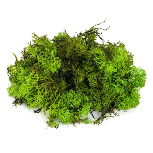 Almazöld izlandi zuzmó