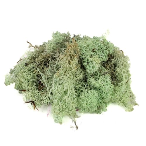 Mentazöld izlandi zuzmó