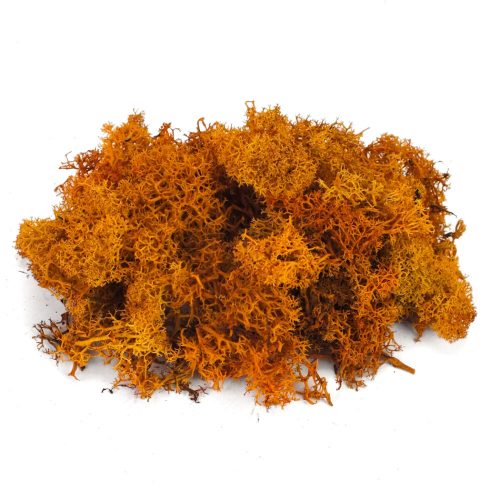 Narancssárga izlandi zuzmó