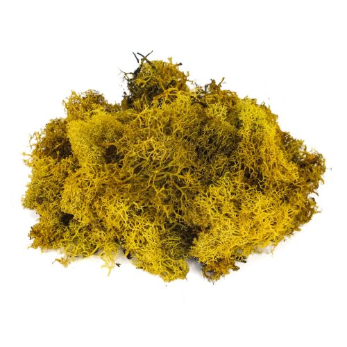 Sárga izlandi zuzmó