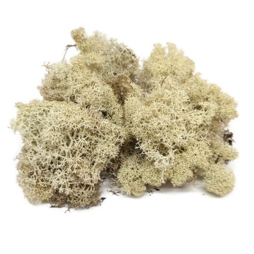 Szürke izlandi zuzmó