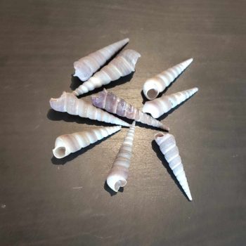 Dekor csigaház csomag - 5-7 cm