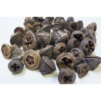   Eukaliptusz gomb, száraz termés csomag - választható színben