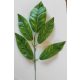 Magnólialeveles ág  - 58cm