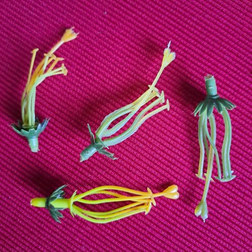 Zöld-sárga virágközép